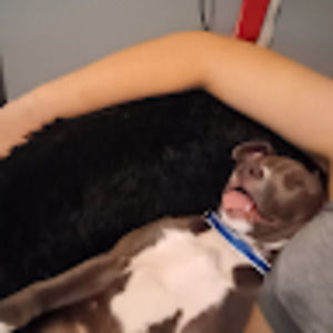 Meet your Posher, Bailey